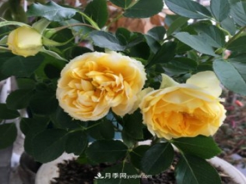 冬季實(shí)惠的裸根月季，栽種做好3件事讓冬季室內開(kāi)滿(mǎn)花