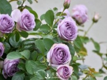 切花月季雜談