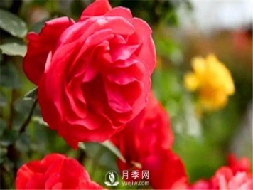 地栽月季，春季如何施肥？