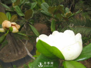廣玉蘭遭遇病蟲(chóng)害怎么辦？南陽(yáng)玉蘭養護知識