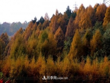 十九屆五中全會(huì )順利召開(kāi)，這些樹(shù)種大有前景