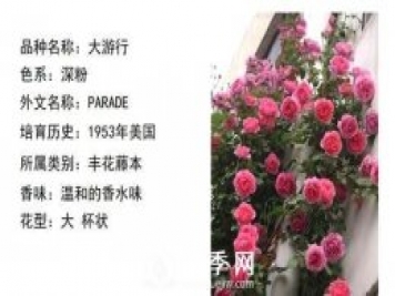 藤本月季經(jīng)典品種介紹，每一款都很美
