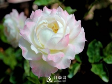 切花月季如何修剪及防治病蟲(chóng)害？