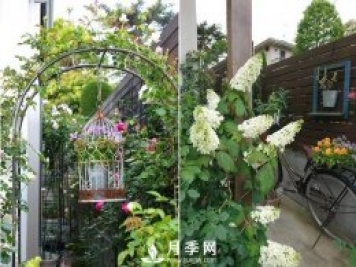 最耐陰的藤本月季，你知道嗎