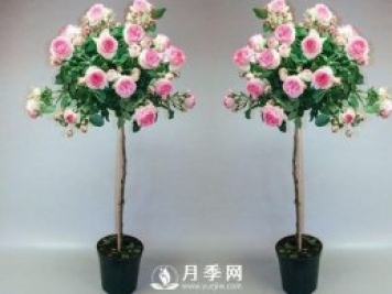美哭！超級棒的棒棒糖迷你月季樹(shù)