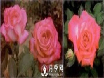 俞紅強團隊自育月季新品種有哪些？