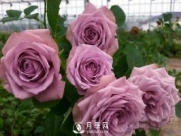 40種藍紫色月季品種大盤(pán)點(diǎn)，經(jīng)典品種都在這了