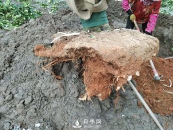 大樹(shù)土球破損散球移栽后，掌握幾個(gè)訣竅快速提高復壯能力