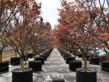 28項行業(yè)標準，198項地方標準，助推北京園林綠化高質(zhì)量發(fā)展