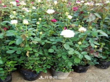 月季被稱(chēng)為花中皇后！摸清修剪的最佳時(shí)機，四季常開(kāi)