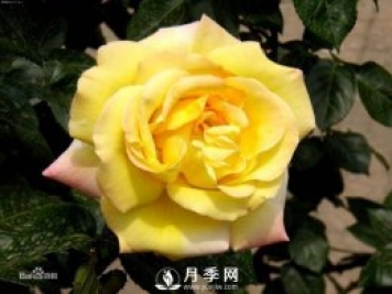 微型月季是現代月季的一種 適合于做盆栽月季
