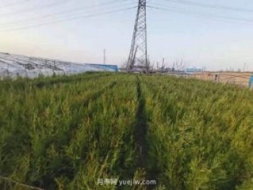 2021年全國苗木嚴重過(guò)剩的品種有哪些？