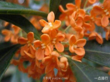 桂花哪個(gè)品種最名貴？名貴桂花品種排名