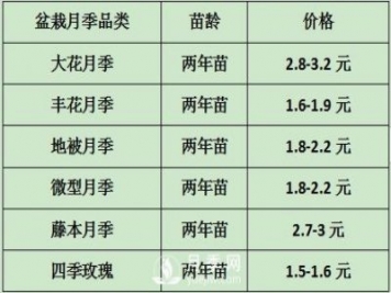 2021年春季盆栽月季市場(chǎng)報價(jià) 盆花月季多少錢(qián)一棵？