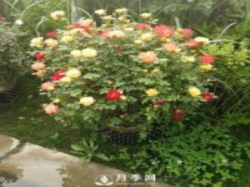 反季節苗木栽植前應加大修剪量