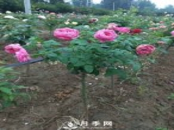 花農又出新花樣！歐月嫁接到樹(shù)上，歐月棒棒糖