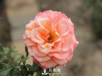 泰達秋月月季的優(yōu)缺點(diǎn)是什么？
