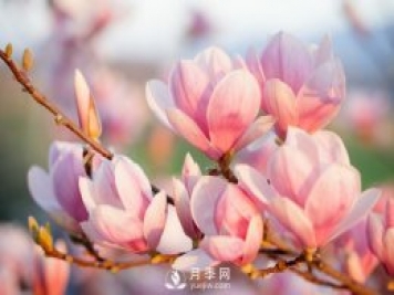 庭院種植玉蘭，解決4個(gè)問(wèn)題香滿(mǎn)庭院
