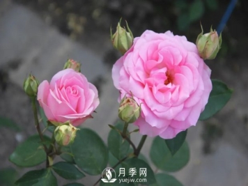 泰達粉鉆月季的優(yōu)缺點(diǎn)是什么？