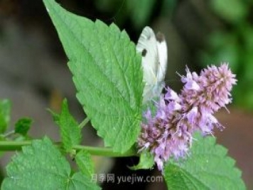 藿香的病蟲(chóng)防治