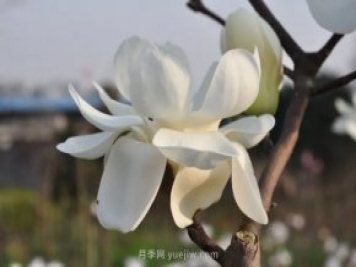 家庭玉蘭花養殖技術(shù)