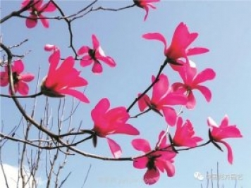 玉蘭新品種，走出宜昌五峰的紅花玉蘭