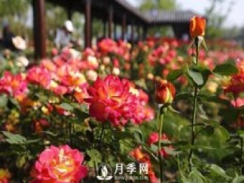 自己動(dòng)手學(xué)月季花剪枝，一步一步修，新手也能做得好