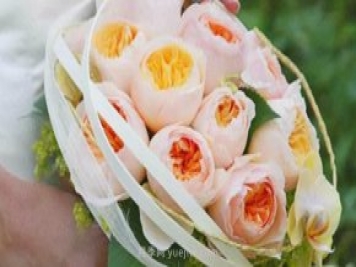 真宙月季和朱麗葉月季進(jìn)行對比，優(yōu)缺點(diǎn)一目了然