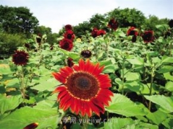 2021年鄭州植物園向日葵花展，6萬(wàn)余株葵花向陽(yáng)而開(kāi)