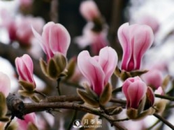 南陽(yáng)南召：玉蘭飄香溢山鄉