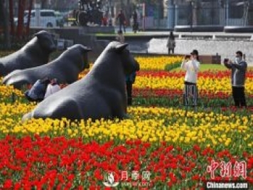 上海：民眾戶(hù)外賞花郁金香感受生活