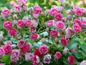 推薦花量大生長(cháng)快的4種藤本月季花，適合打造花墻拱門(mén)