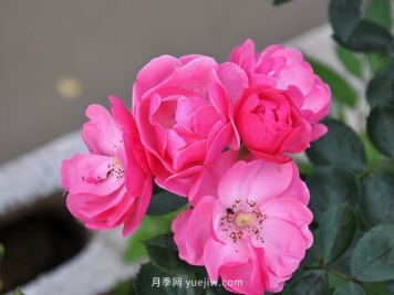推薦種過(guò)的6個(gè)藤本月季，各有優(yōu)缺點(diǎn)