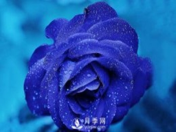 切花月季如何染色？月季與玫瑰有什么區別？