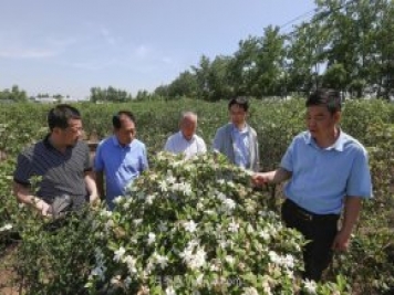 唐河唐梔子，地標農產(chǎn)品成農民增收致富的朝陽(yáng)產(chǎn)業(yè)