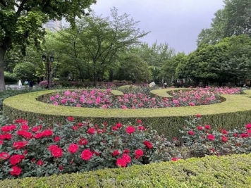 上海復興公園月季園，月季花開(kāi)獻給市民的視覺(jué)盛宴