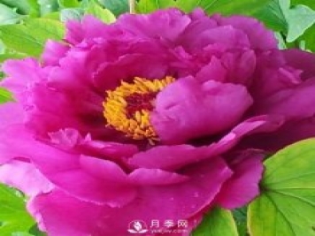 牡丹花中之王，推薦8個(gè)品種絕對驚艷到你
