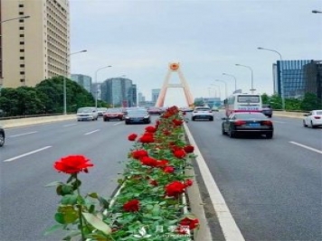 “高顏值”大花月季上街！四川成都立交橋月季花帶來(lái)了！