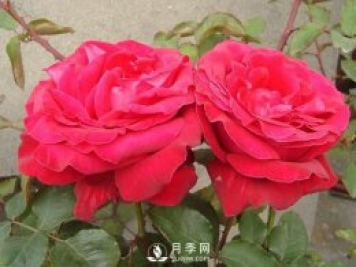 藤本月季如何多開(kāi)花？裸根灌木月季如何種植？