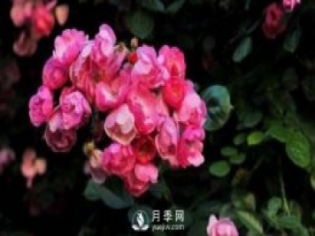 推薦6個(gè)特別好看的藤本月季品種