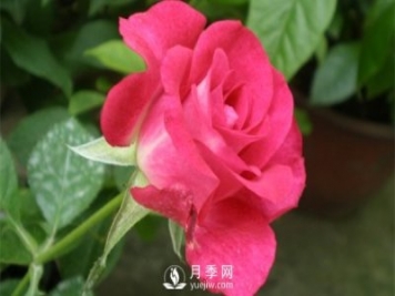 切花月季未來(lái)市場(chǎng)前景如何？