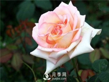 原來(lái)香水月季長(cháng)這樣??！
