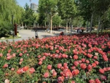 石家莊東環(huán)公園的月季正值盛花期，快來(lái)打卡