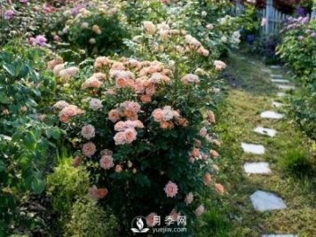 月季在節日景觀(guān)中的運用