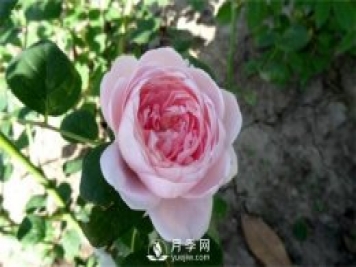 月季網(wǎng)告訴你環(huán)剝法扦插歐月如何操作？