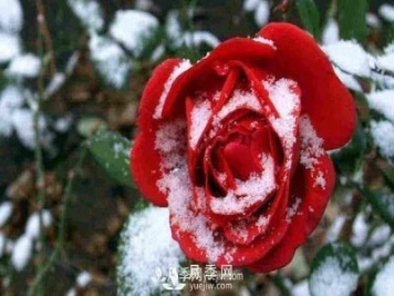 冬季月季為什么要修剪？修剪時(shí)應注意幾點(diǎn)？