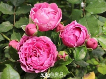 月季鮮切花的保鮮方法
