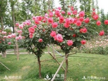 樹(shù)樁盆景溫室內養護管理技術(shù)