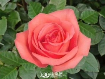 值得種植栽培的切花月季品種推薦