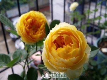 金絲雀月季葉黃長(cháng)斑掉葉咋辦？